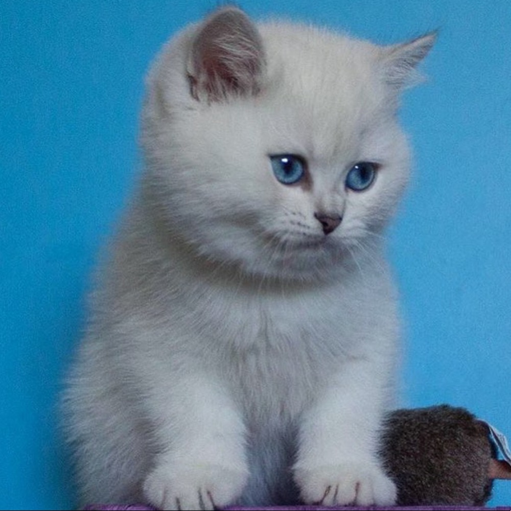 Meet your Posher, Casey